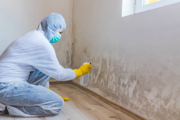 Licensed Attic Mold Removal service in Richland, GA - WQB Mold Removal