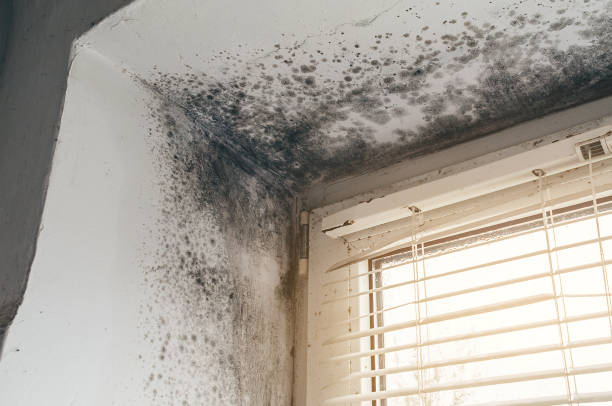 Affordable Attic Mold Removal solutions in Richland, GA