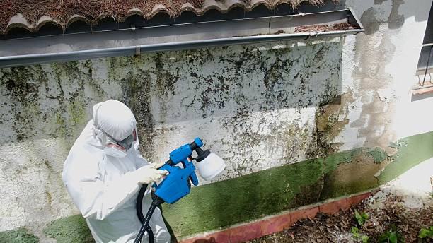 Top rated local Attic Mold Removal specialists in Richland, GA
